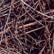 Woodland twigs
