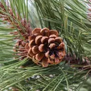 Woodland pinecones