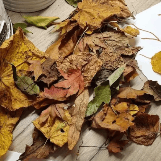 Autumn activity.png