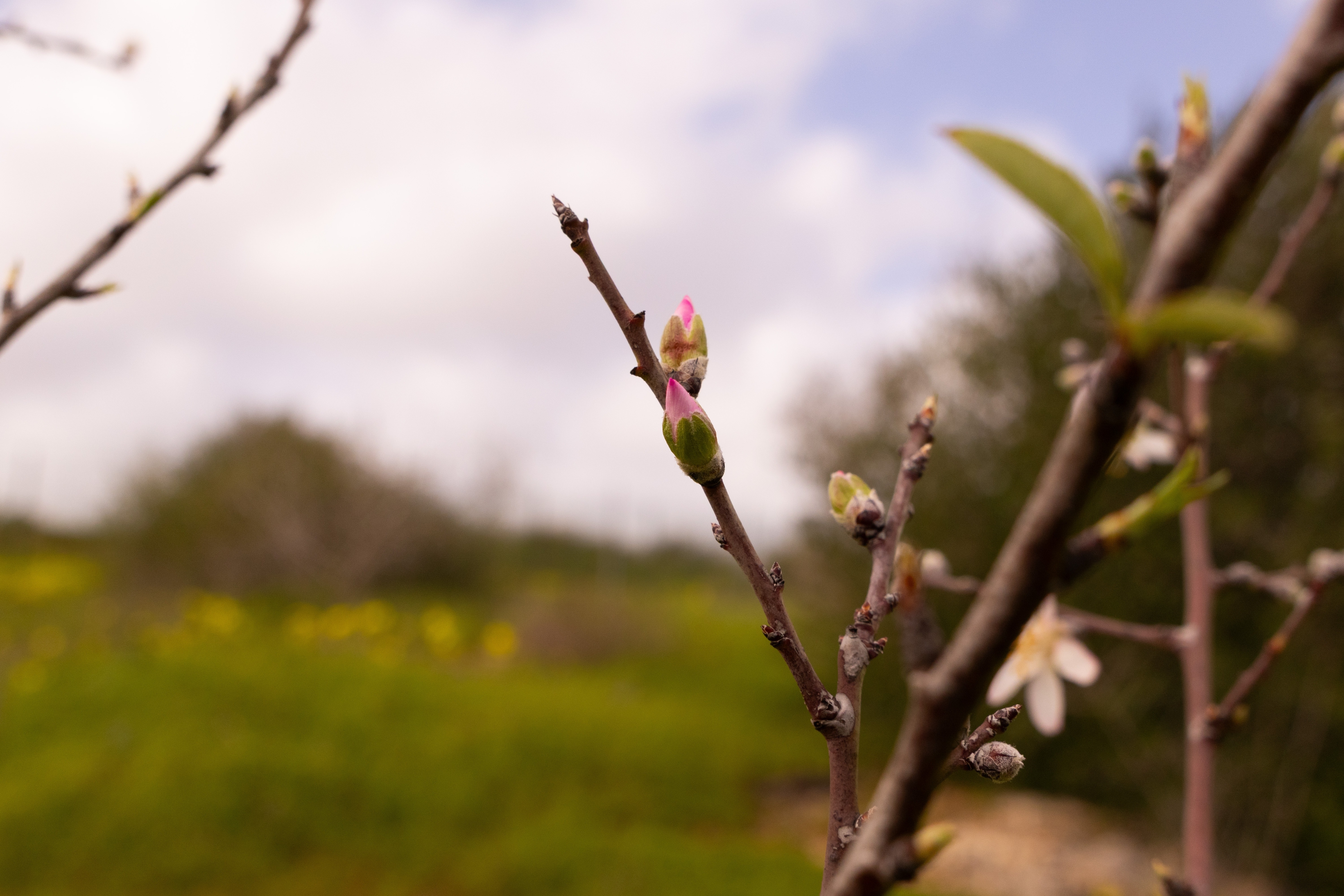 Early signs of Spring 