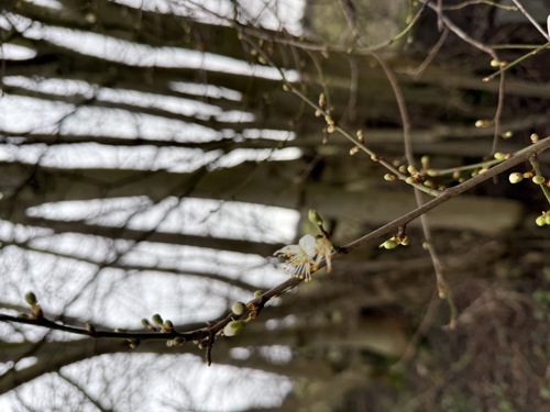Spring branch with flower