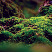 Woodland moss